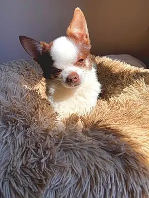 Nom Chihuahua Chien Ipop