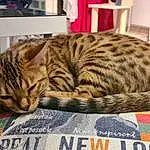 Chat, Comfort, Carnivore, Kitchen Appliance, Cat Bed, Felidae, Faon, Moustaches, Cat Supply, Small To Medium-sized Cats, Museau, Home Appliance, Pet Supply, Poil, Domestic Short-haired Cat, Basket, Microwave Oven, Terrestrial Animal, Sieste, Room