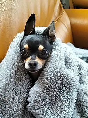 Chihuahua Chien Poupette