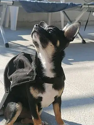 Nom Chihuahua Chien Bilou