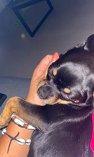 Nom Chihuahua Chien Lennon