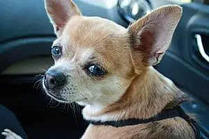 Nom Chihuahua Chien Harmony