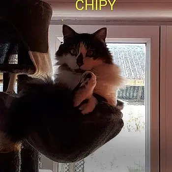 Chipy