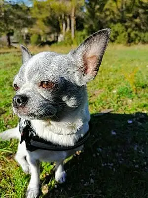 Nom Chihuahua Chien Channelle