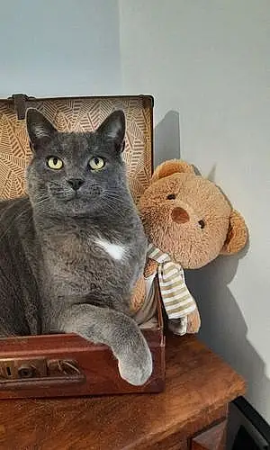 Nom Chartreux Chat Diego