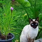 Fleur, Chat, Plante, Flowerpot, Houseplant, Felidae, Green, Siamois, Botany, Carnivore, Small To Medium-sized Cats, Terrestrial Plant, Herbe, Moustaches, Groundcover, Museau, Flowering Plant, Shrub, Annual Plant, Herb