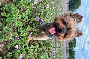 Nom Yorkshire Terrier Chien Guess