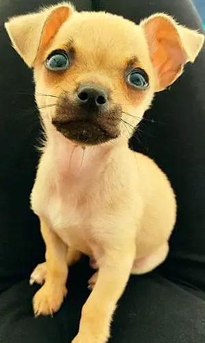 Nom Chihuahua Chien Krusty