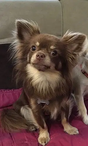 Nom Chihuahua Chien Jarod