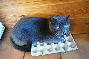 Chartreux Chat Pep'S
