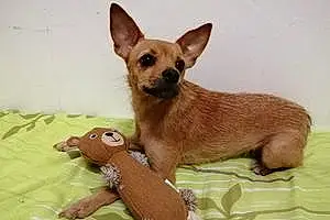 Chihuahua Chien Azerrah
