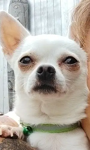 Chihuahua Chien Paco