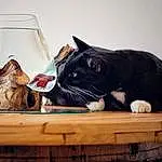 Chat, Drinkware, Table, Carnivore, Comfort, Bois, Bag, Felidae, Moustaches, Small To Medium-sized Cats, Queue, Glass Bottle, Pet Supply, Serveware, Lamp, Room, Cat Supply, Domestic Short-haired Cat, Tableware, Chats noirs