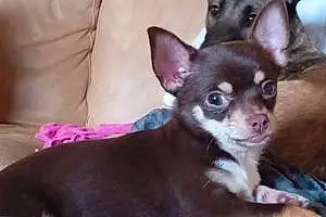 Nom Chihuahua Chien Hulk