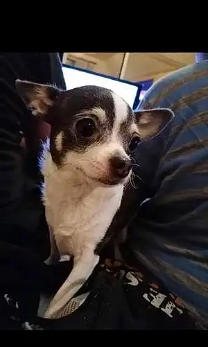 Nom Chihuahua Chien Heidy
