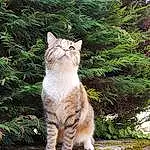 Chat, Yeux, Plante, Felidae, Branch, Bois, Small To Medium-sized Cats, Carnivore, Trunk, Faon, Herbe, Moustaches, Arbre, Queue, Terrestrial Animal, Domestic Short-haired Cat, Patte, Poil, Shrub, Garden