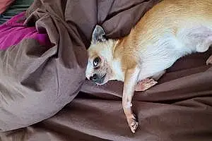 Chihuahua Chien Noisette