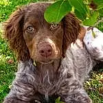 Chien, Race de chien, Carnivore, Liver, Pont-audemer Spaniel, Plante, Chien de compagnie, Herbe, Museau, Ã‰pagneul, Canidae, Pointing Breed, Retriever, Poil, Gun Dog, Working Animal, Hunting Dog