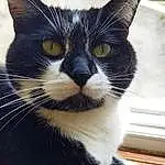Hair, Head, Chat, Yeux, FenÃªtre, Felidae, Carnivore, Small To Medium-sized Cats, Moustaches, Museau, Arbre, Domestic Short-haired Cat, Terrestrial Animal, Queue, Poil, Chats noirs, Patte, Comfort, Assis, Griffe