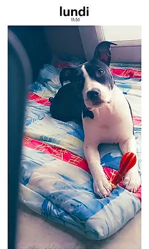 American Staffordshire Terrier Chien Tayna
