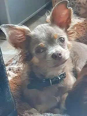 Chihuahua Chien Prince