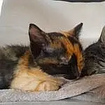 Chat, Carnivore, Felidae, Comfort, Small To Medium-sized Cats, Textile, Moustaches, Grey, Faon, Couch, Museau, Queue, Linens, Patte, Domestic Short-haired Cat, Cat Supply, Poil, Cat Bed, Bedding