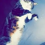 Chat, Plante, Felidae, Carnivore, Small To Medium-sized Cats, Moustaches, Arbre, Museau, Queue, Electric Blue, Domestic Short-haired Cat, Patte, Poil, Meteorological Phenomenon, Reflection, Foot, Ciel, Hiver, Darkness, Shadow