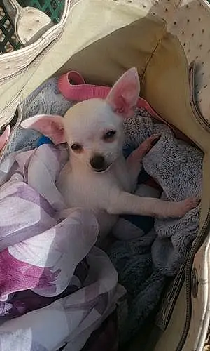 Chihuahua Chien Priska
