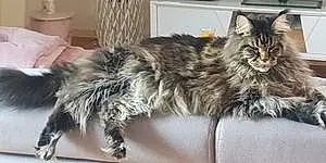Nom Maine Coon Chat Rio