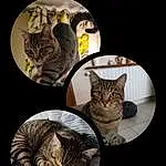 Chat, Carnivore, Felidae, Grey, Moustaches, Small To Medium-sized Cats, FenÃªtre, Museau, Queue, Poil, Serveware, Plante, Domestic Short-haired Cat, Cat Supply, Dishware, Patte