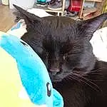 Chat, Felidae, Small To Medium-sized Cats, Carnivore, Oreille, Gesture, Moustaches, Queue, Chats noirs, Poil, Comfort, Electric Blue, Domestic Short-haired Cat, Griffe, Shelf, Fish, Beak, Patte, Dolphin, Chair