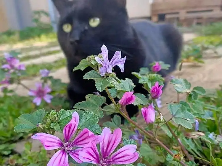 Fleur, Plante, Chat, Botany, Purple, Petal, Felidae, Carnivore, Herbe, Terrestrial Plant, Moustaches, Groundcover, Small To Medium-sized Cats, Herbaceous Plant, Flowering Plant, Magenta, Queue, Annual Plant, Chats noirs, Domestic Short-haired Cat