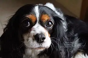 Cavalier King Charles Spaniel Chien Cannelle