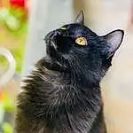 Chat, Bombay, Felidae, Carnivore, Small To Medium-sized Cats, Moustaches, Chats noirs, Plante, Poil, Domestic Short-haired Cat, Herbe, Terrestrial Animal, FenÃªtre, Queue, Havana Brown