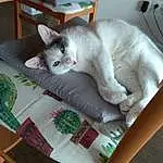 Chat, Meubles, Felidae, Comfort, Carnivore, Small To Medium-sized Cats, Moustaches, Chair, Table, Faon, Couch, Bois, Cat Supply, Queue, Pet Supply, Poil, Domestic Short-haired Cat, Patte, Hardwood, Sieste
