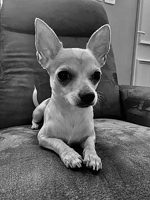 Chihuahua Chien Tayko