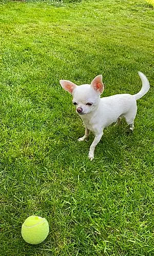 Chihuahua Chien Stuwart