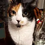 Yeux, Chat, Felidae, Carnivore, Small To Medium-sized Cats, Bottle, Fluid, Moustaches, Museau, Liquid, Beer, Domestic Short-haired Cat, Queue, Poil, Drink, Patte, Griffe