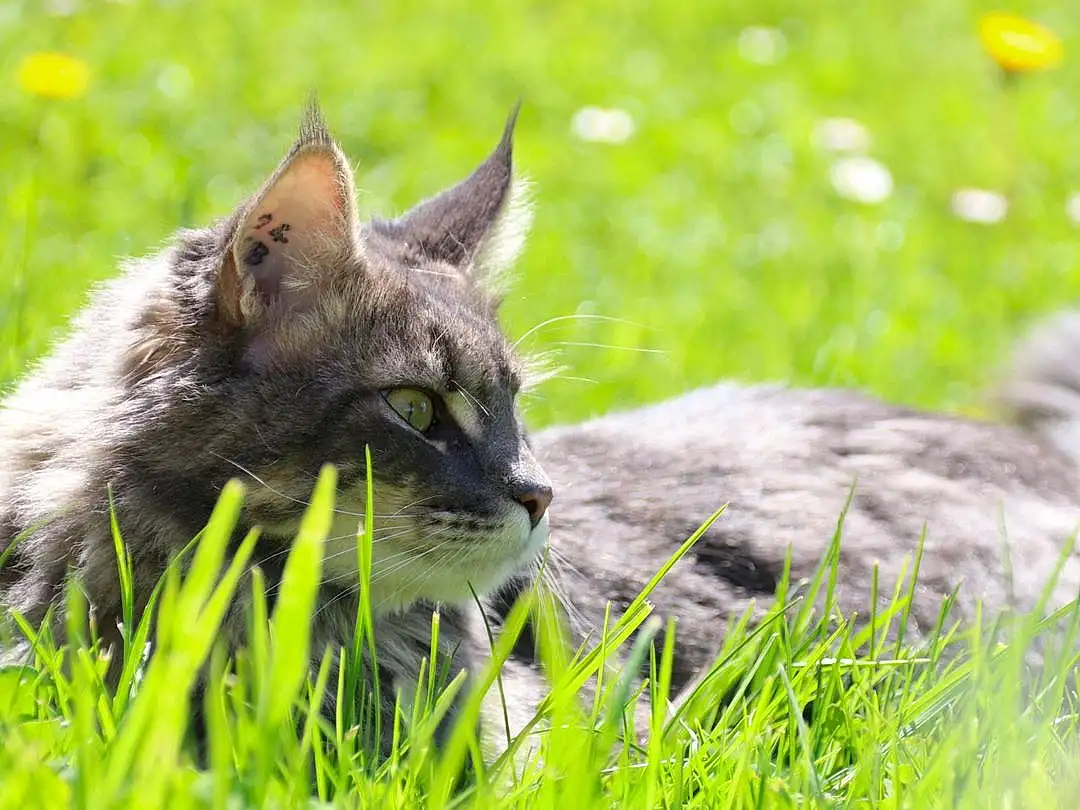 Plante, Chat, Carnivore, Herbe, Felidae, Terrestrial Animal, Small To Medium-sized Cats, Grassland, Moustaches, Meadow, Museau, Groundcover, Pelouse, Poil, Prairie, Domestic Short-haired Cat, Pasture, Assis, Poales