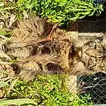 Plante, Chat, Felidae, Carnivore, Faon, Herbe, Big Cats, Terrestrial Animal, Adaptation, Moustaches, Groundcover, Trunk, Small To Medium-sized Cats, Bois, Queue, Fence, Soil, Poil