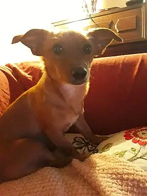 Nom Chihuahua Chien Ella
