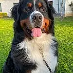 Chien, Carnivore, Plante, Door, Race de chien, Herbe, Bernese Mountain Dog, Chien de compagnie, Moustaches, Museau, Fenêtre, Canidae, Terrestrial Animal, Poil, Giant Dog Breed, Working Dog, Working Animal, Collar, Guard Dog
