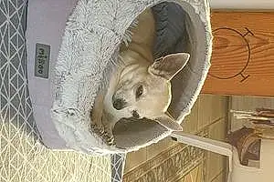 Nom Chihuahua Chien Joye