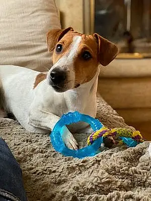 Jack Russell Chien Kenzo