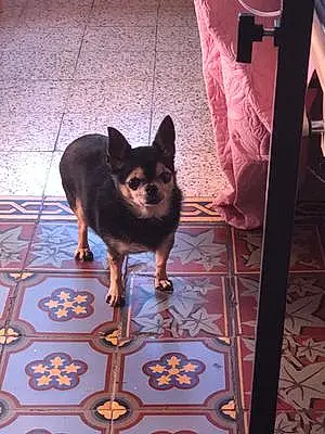 Nom Chihuahua Chien Heidy