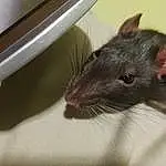 Rat, Gerbil, Mouse, Moustaches, Muridae, Muroidea, Rodent, Museau, Hamster, Degu, Yeux, Chinchilla, Pest, Faon