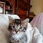 Chat, Meubles, Felidae, Carnivore, Small To Medium-sized Cats, Moustaches, Picture Frame, Faon, FenÃªtre, Comfort, Museau, Bois, Domestic Short-haired Cat, Queue, Poil, Door, Chair, Cabinetry, Room, Box
