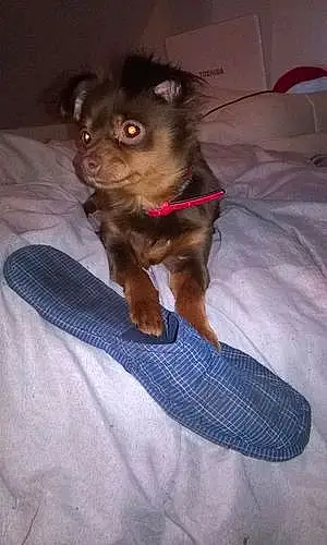 Nom Chihuahua Chien Fibie