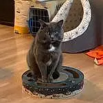 Chat, Felidae, Carnivore, Small To Medium-sized Cats, Grey, Bleu russe, Shipping Box, Moustaches, Cat Supply, Automotive Tire, Bois, Queue, Picture Frame, Comfort, Hardwood, Box, Domestic Short-haired Cat, Pet Supply, Carton