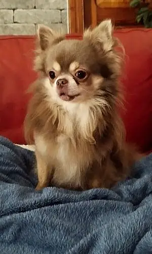 Chihuahua Chien Kokaie